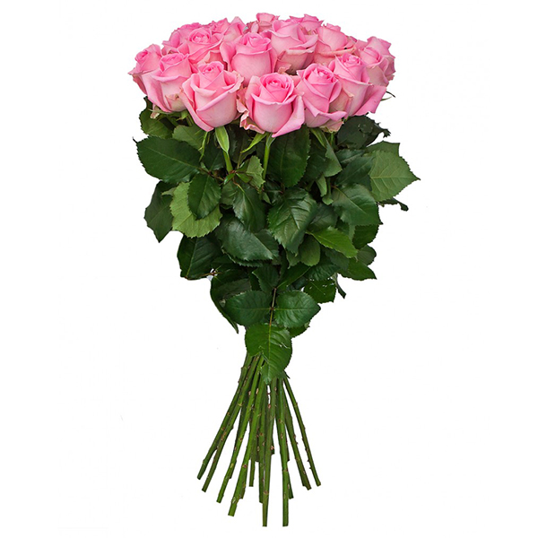  19 rosas Ecuador 70-80 cm