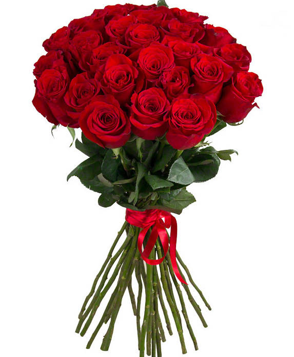 31 rosas rojas Ecuador 70-80 cm