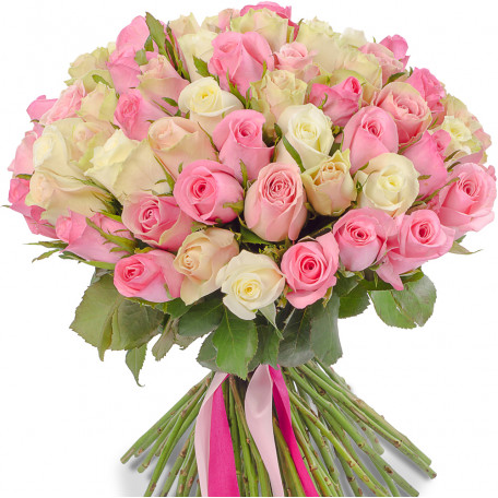 51 white-pink roses Ecuador 50 cm
