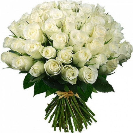  51 white roses Ecuador 50 cm