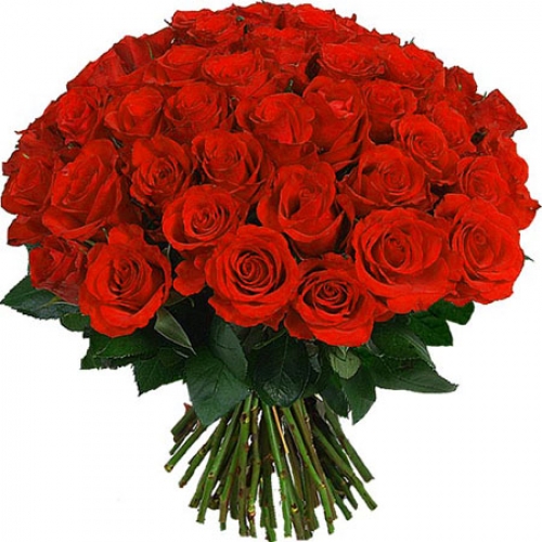 55 roses rouges